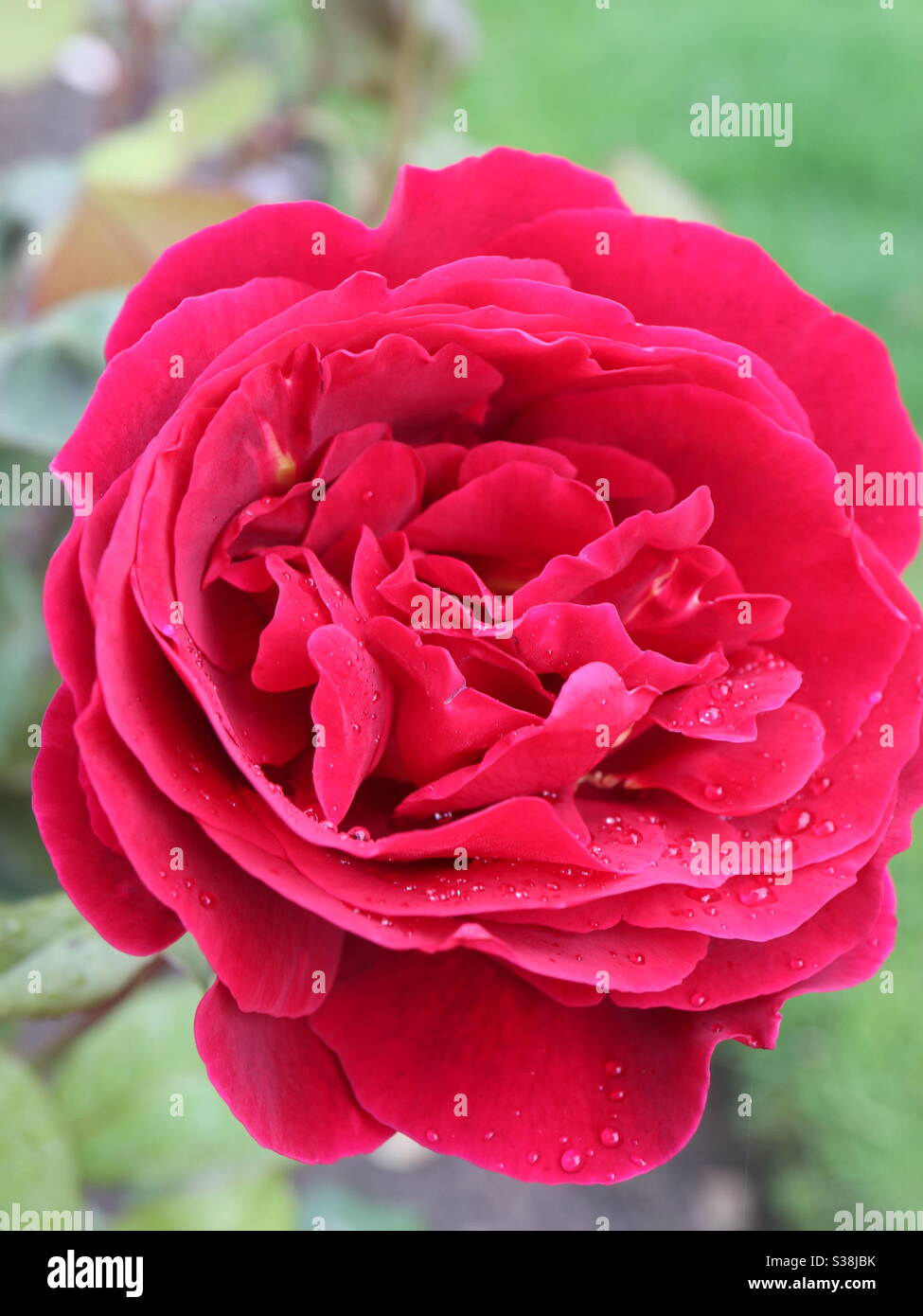 Red Rose in full bloom after a shower. Stock Photo