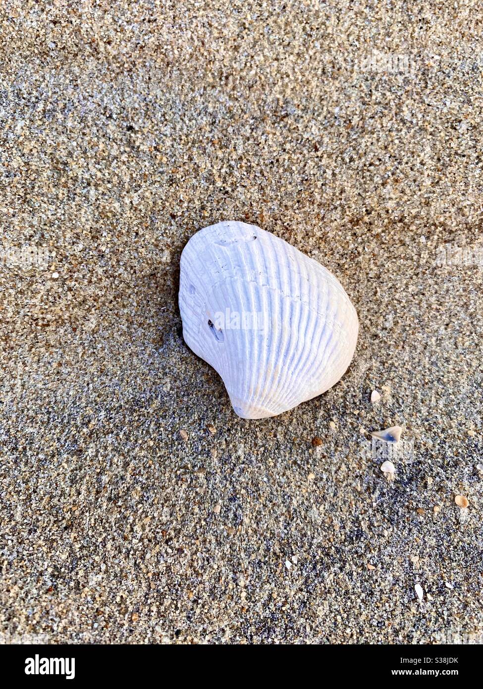 One Shell Beach One shell on sandy beach hi-res stock photography and images - Alamy