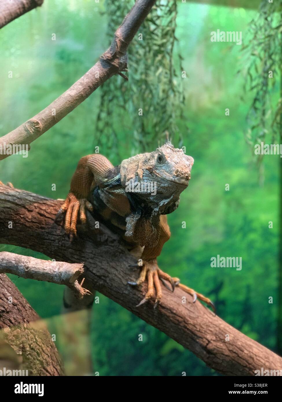 Reptile exhibit at the Gulf Shores Zoo Stock Photo Alamy