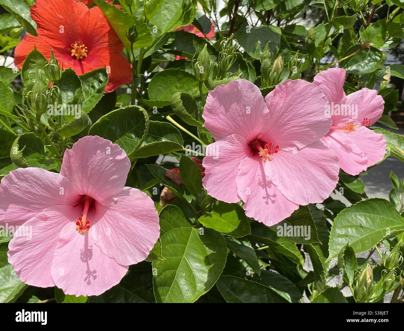 Bright pink and red hibiscus flower blooms - Smartphone Captured Stock Image