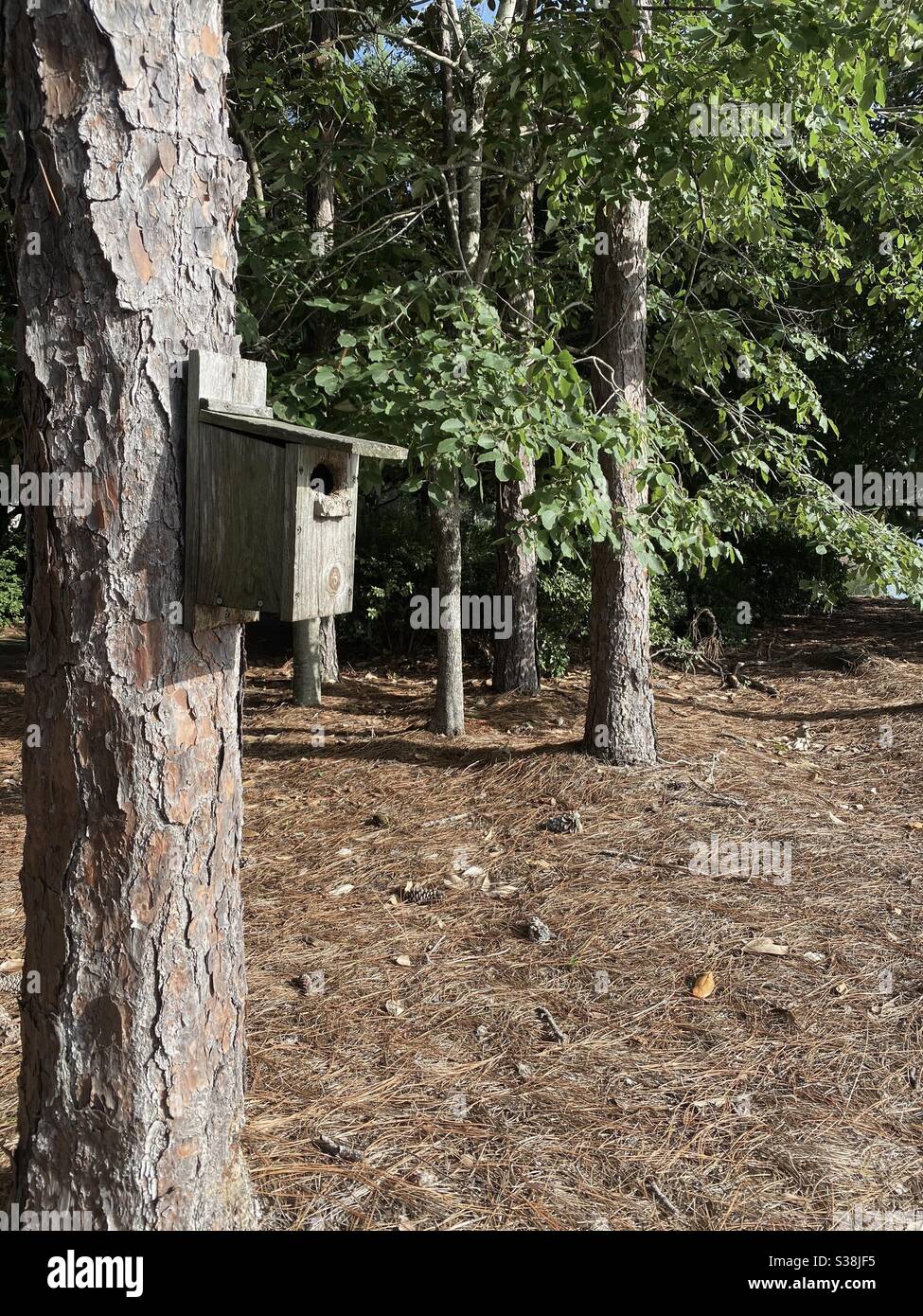 Small wooden birdhouse for nesting on a large pine tree - Smartphone Captured Stock Image