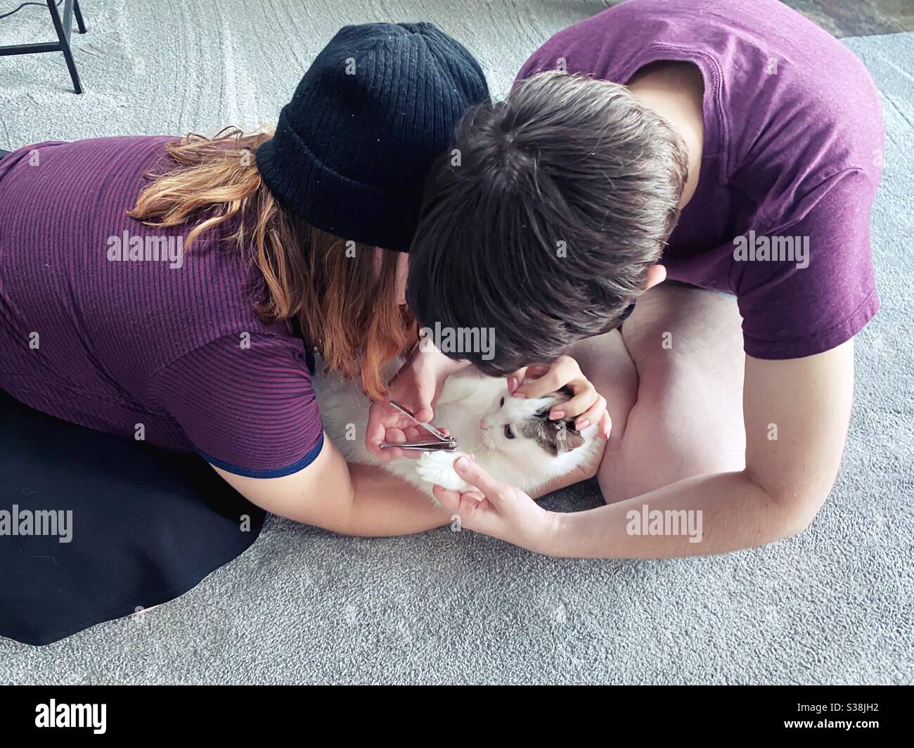 Two people clipping a cat's nails. Stock Photo