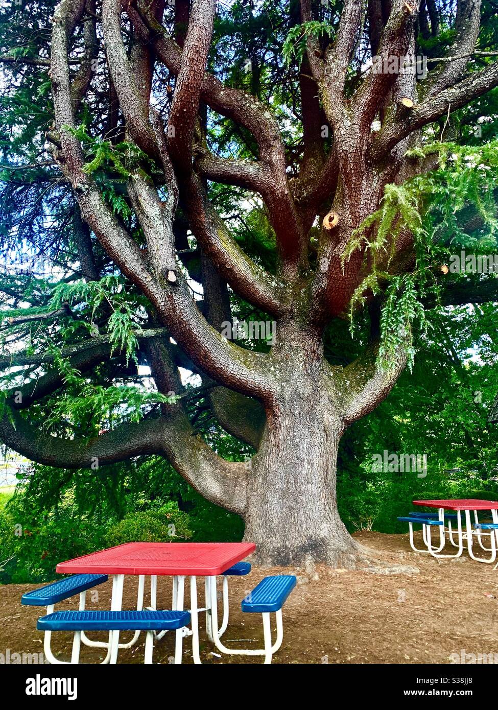 Old tree and vintage picnic tables, North Georgia mountains Stock Photo