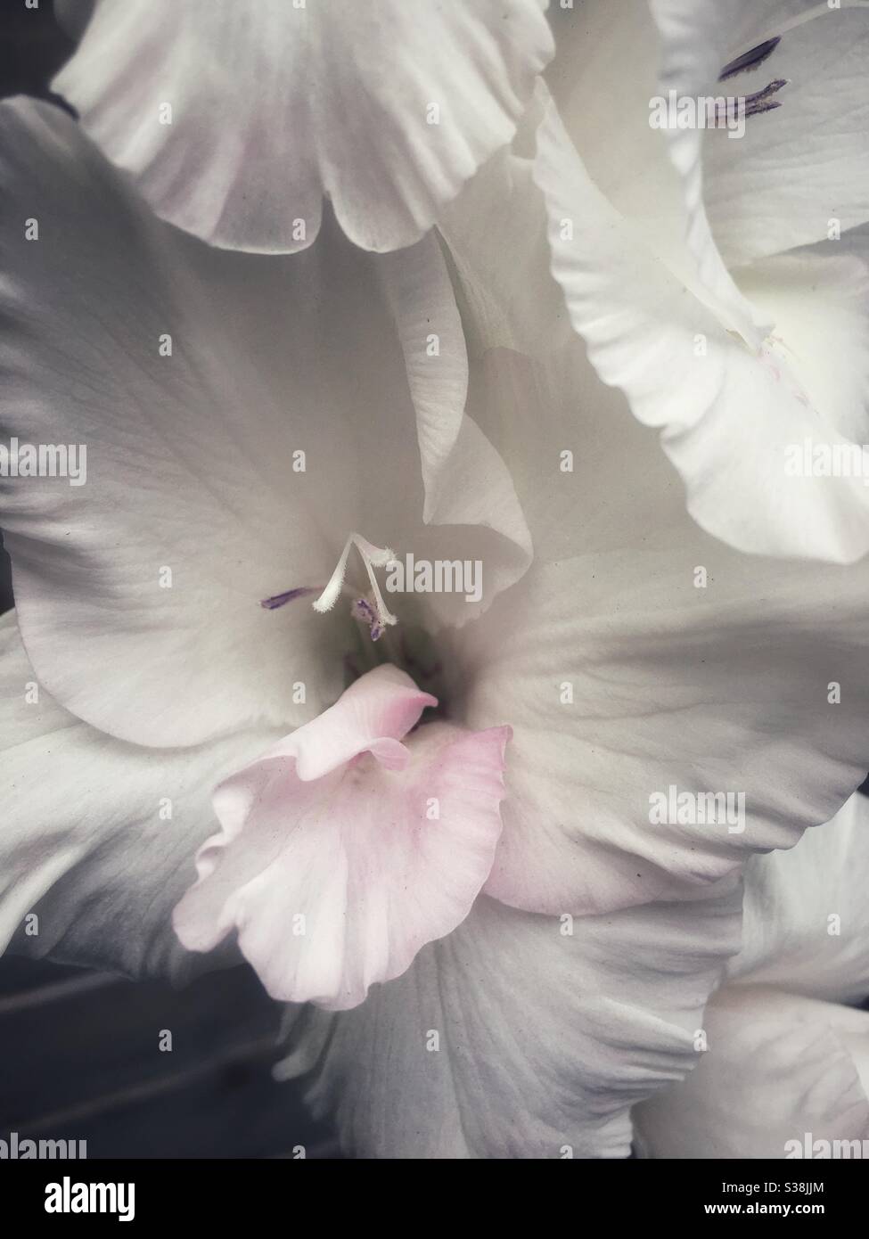 White Gladioli Flower Stock Photo Alamy