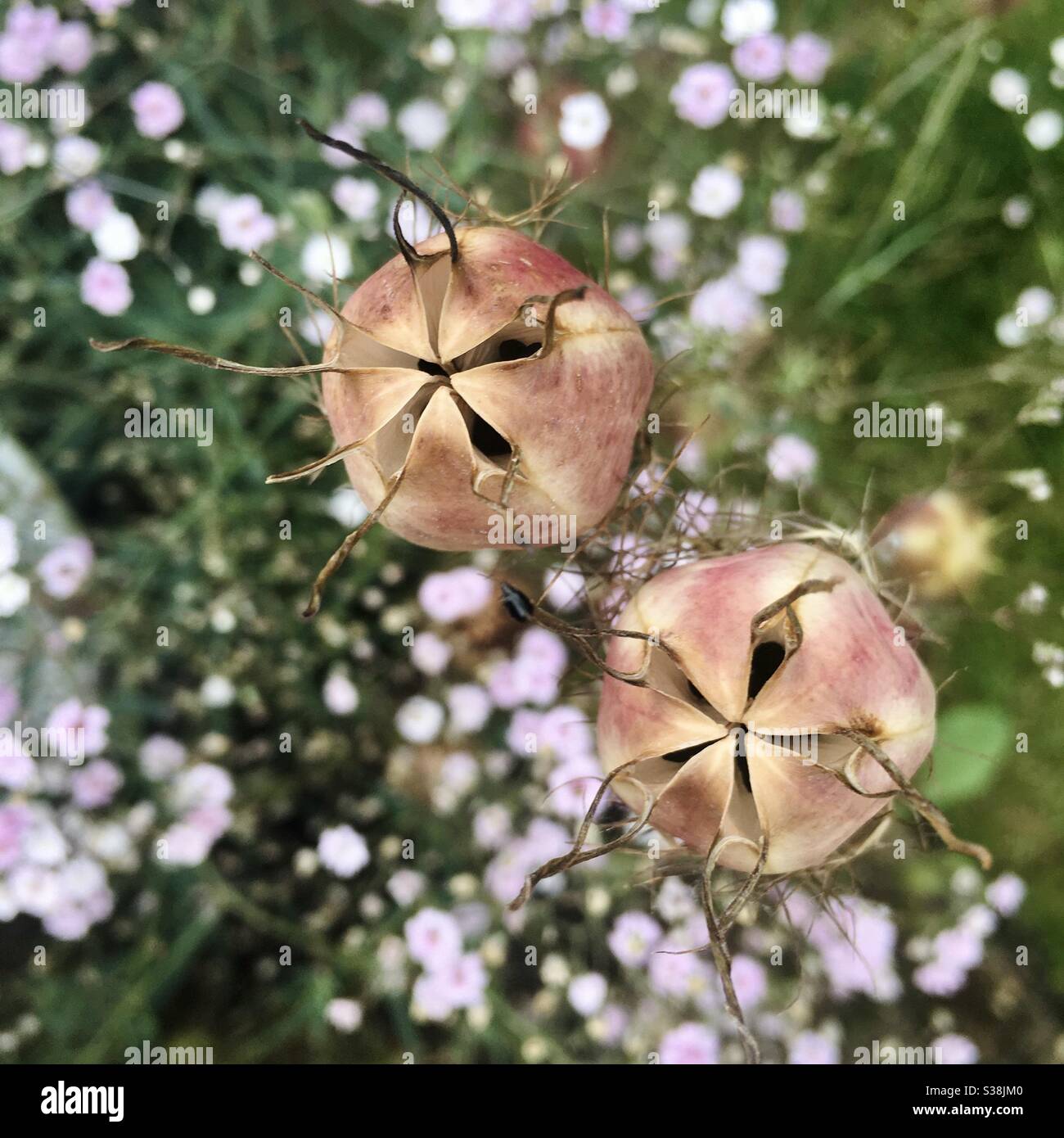 Two seed pods from above against a backdrop of pink English wildflowers, U.K. Stock Photo