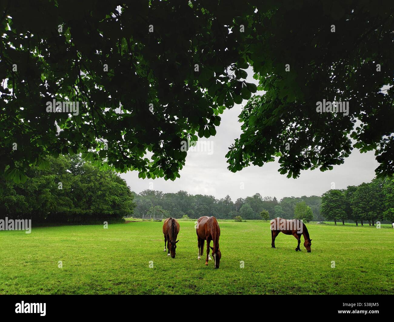 Horses grazing on field in Stuttgart, Germany - Smartphone Captured Stock Image