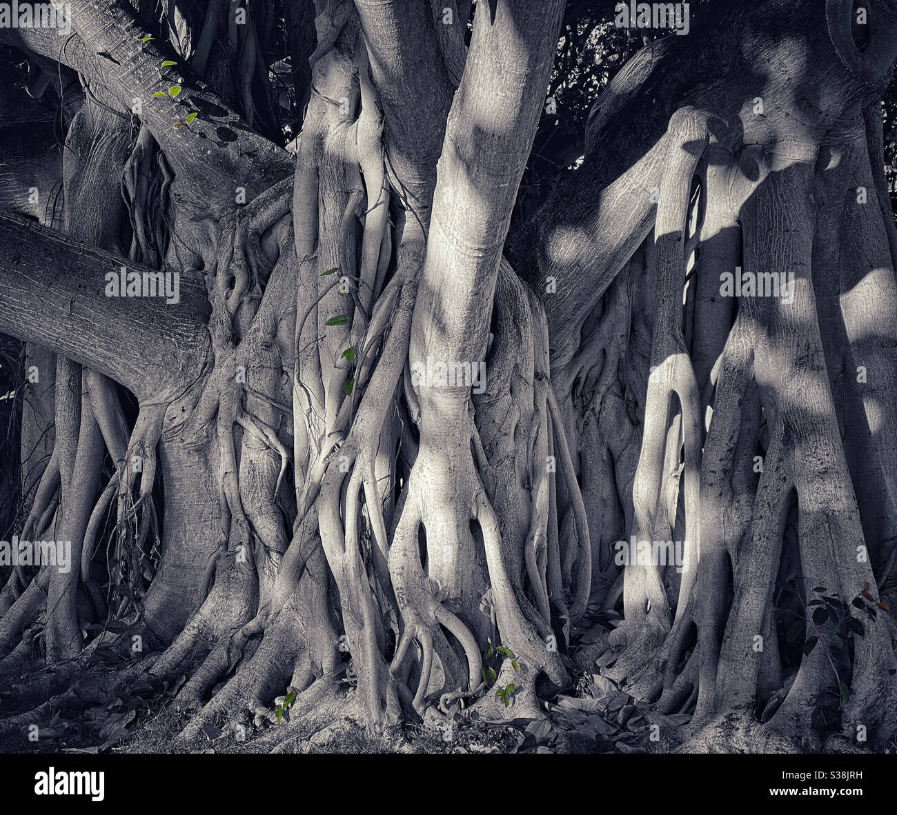 Banyan tree roots in the shade on a bright sunny afternoon - Smartphone Captured Stock Image