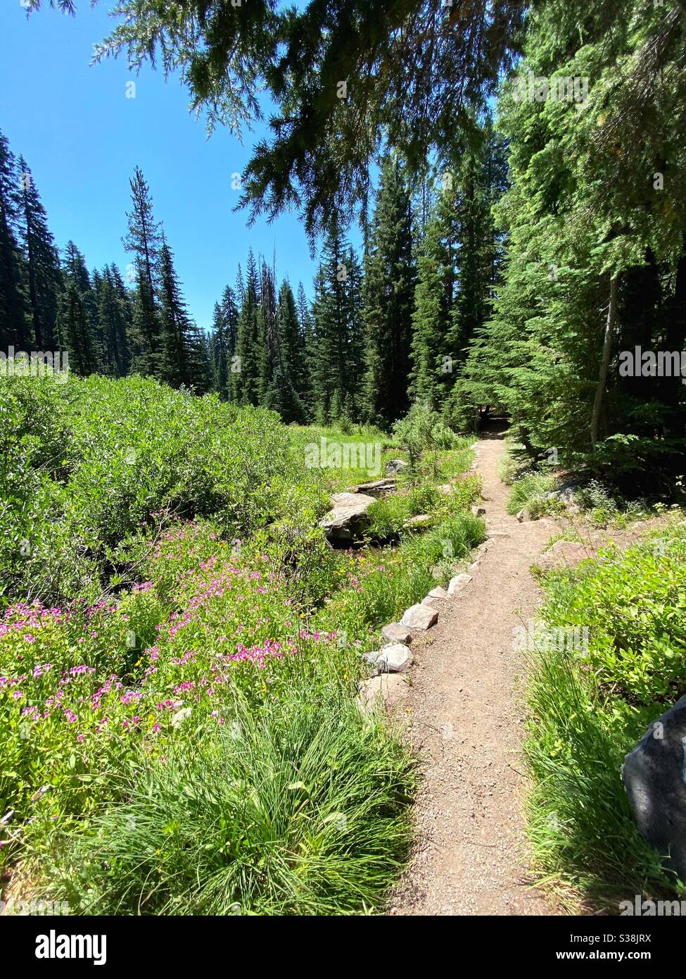 A trail through Castle Crest Wildflower Garden in Crater Lake national Park and Oregon, USA. Stock Photo