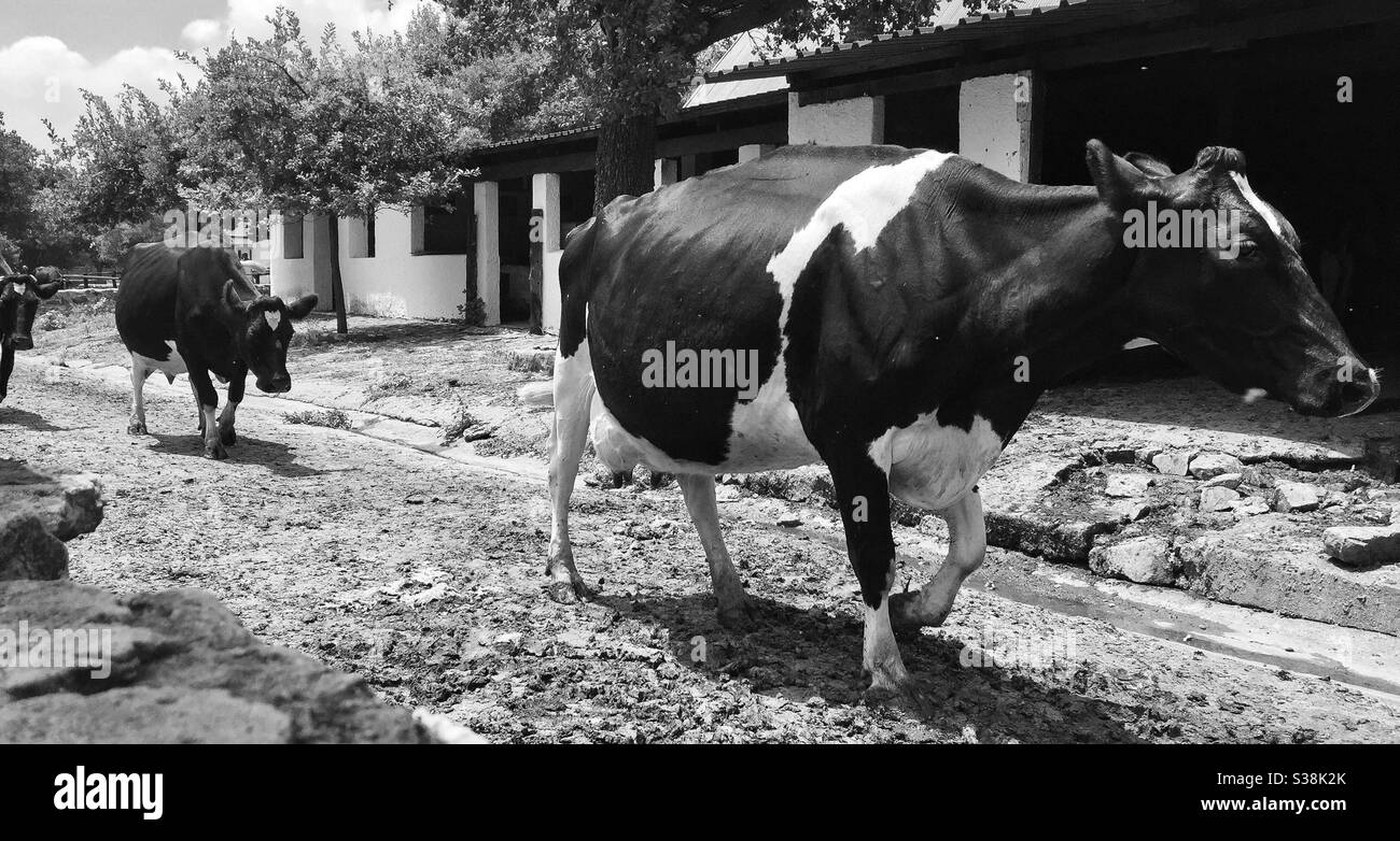 Dairy cow Black and White Stock Photos & Images - Alamy