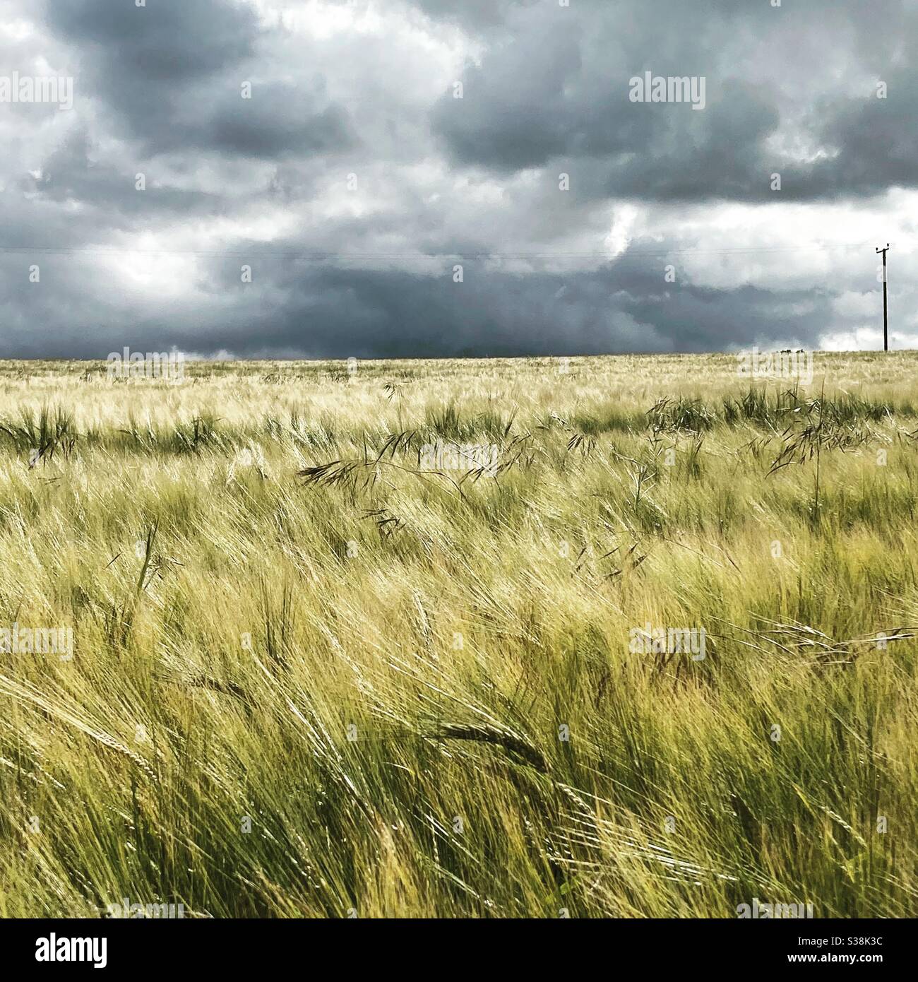 It’s harvest time in south-east Scotland, but there’s a storm threatening. This farm is in the foothills of the Lammermuirs near Gifford in East Lothian. Stock Photo