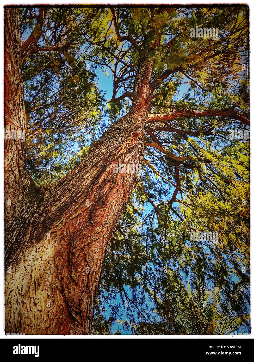 Swamp Cypress tree bark, Taxodium distichun, De Waal Park, Cape Town, South Africa. Stock Photo