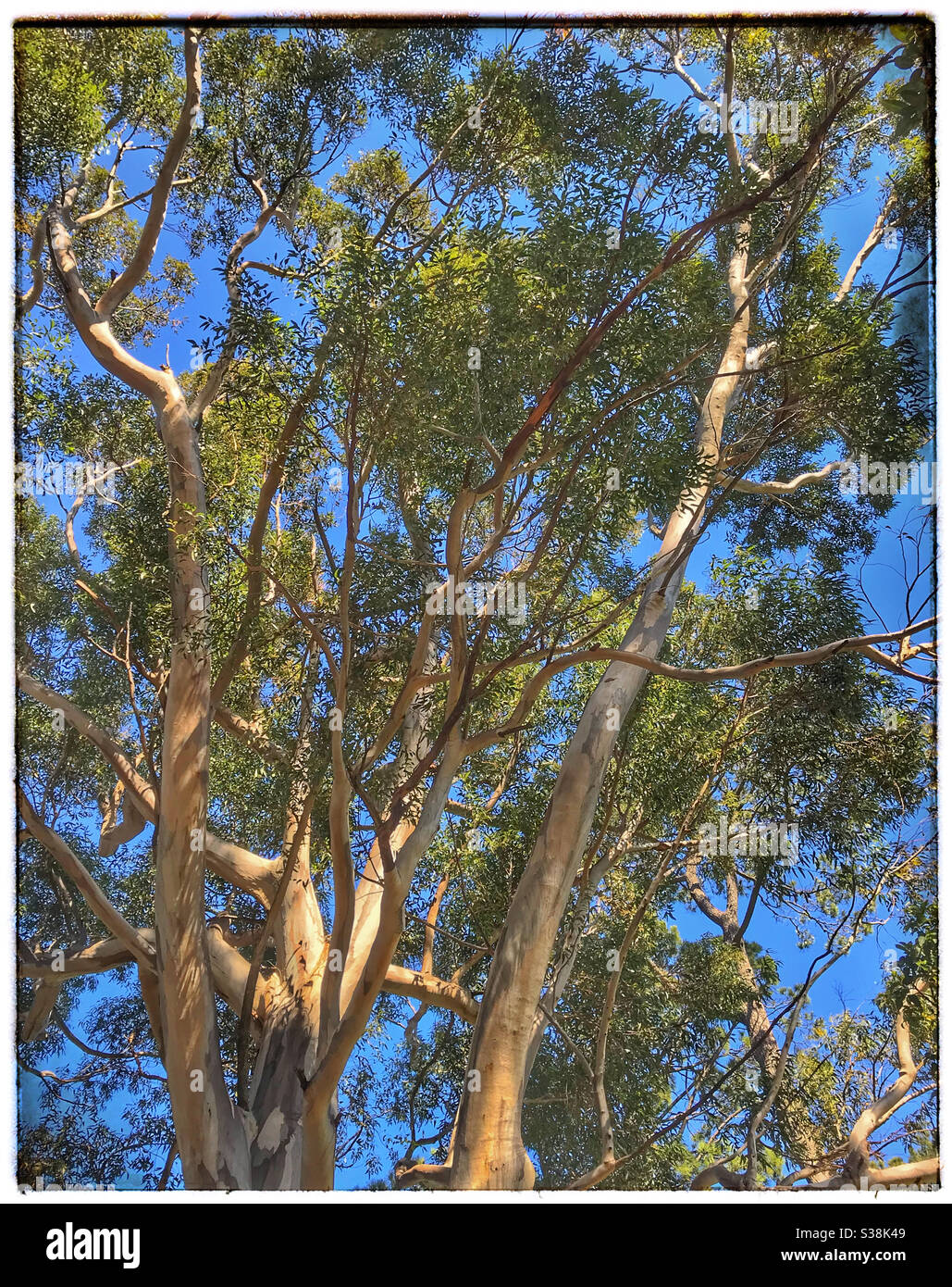 Sugar gum tree bark, Eucalyptus cladocalyx. - Smartphone Captured Stock Image