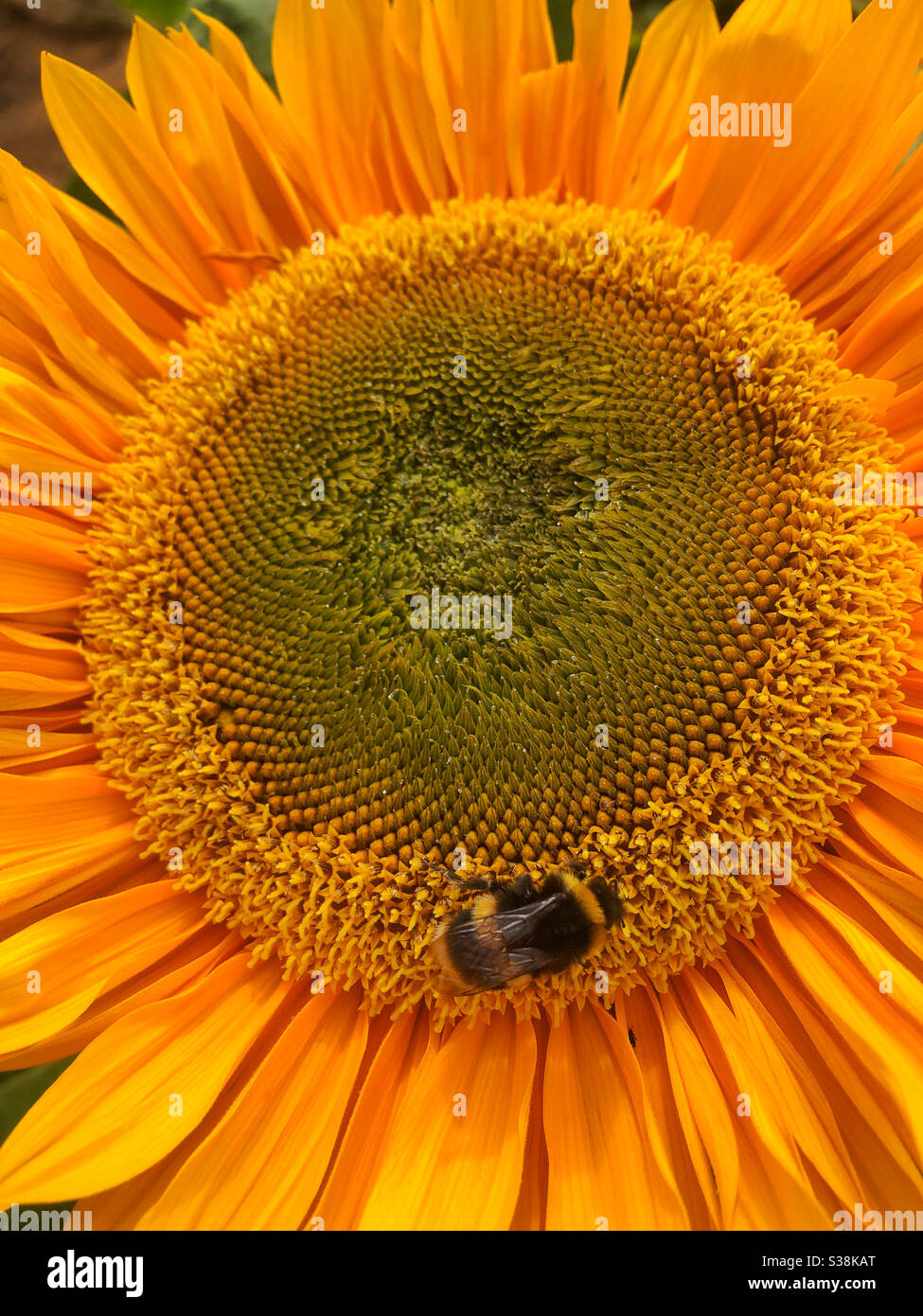 A bumblebee on a Sunflower head Stock Photo