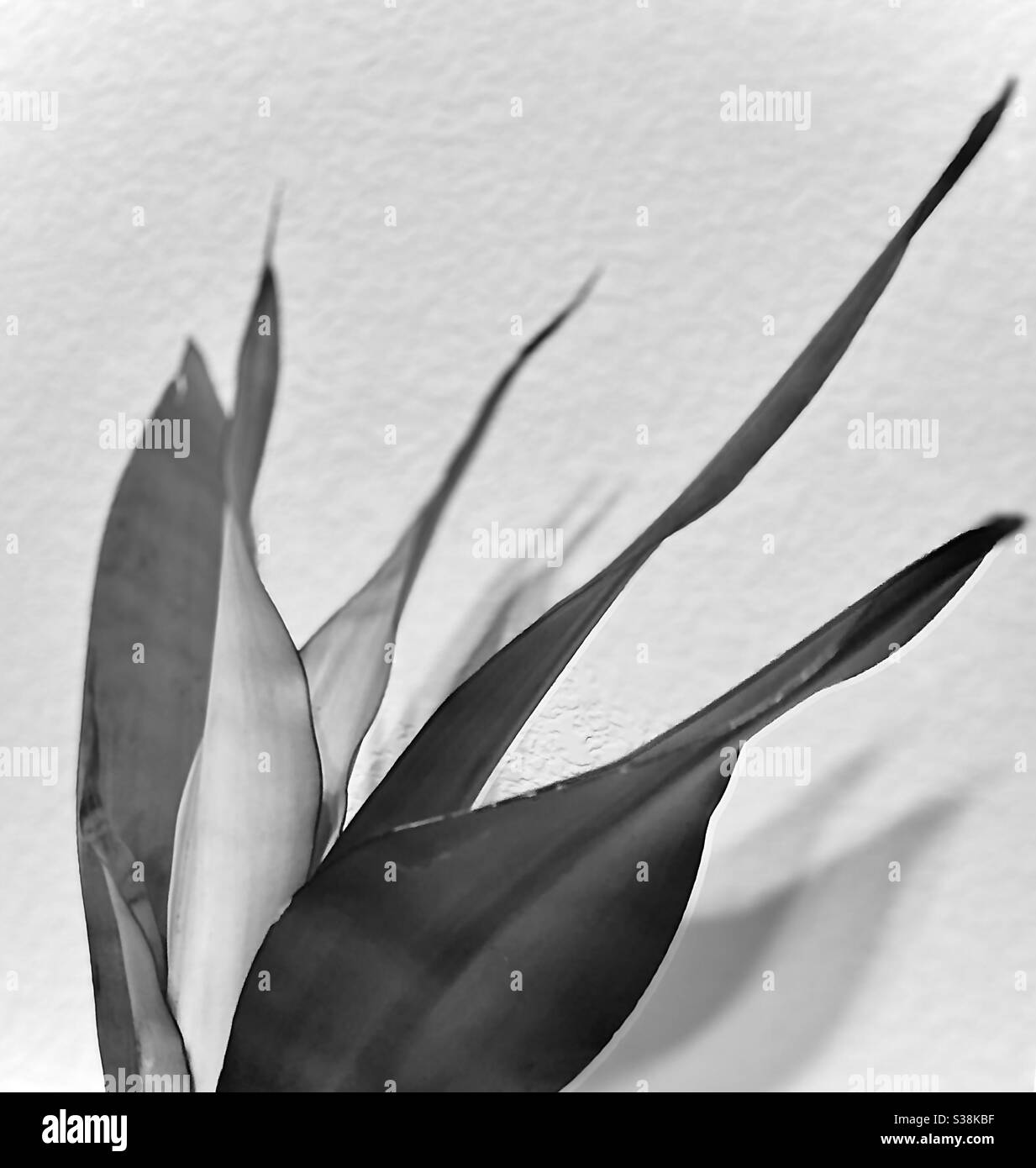 Black and White artistic image of a snake plant 2 Stock Photo Alamy