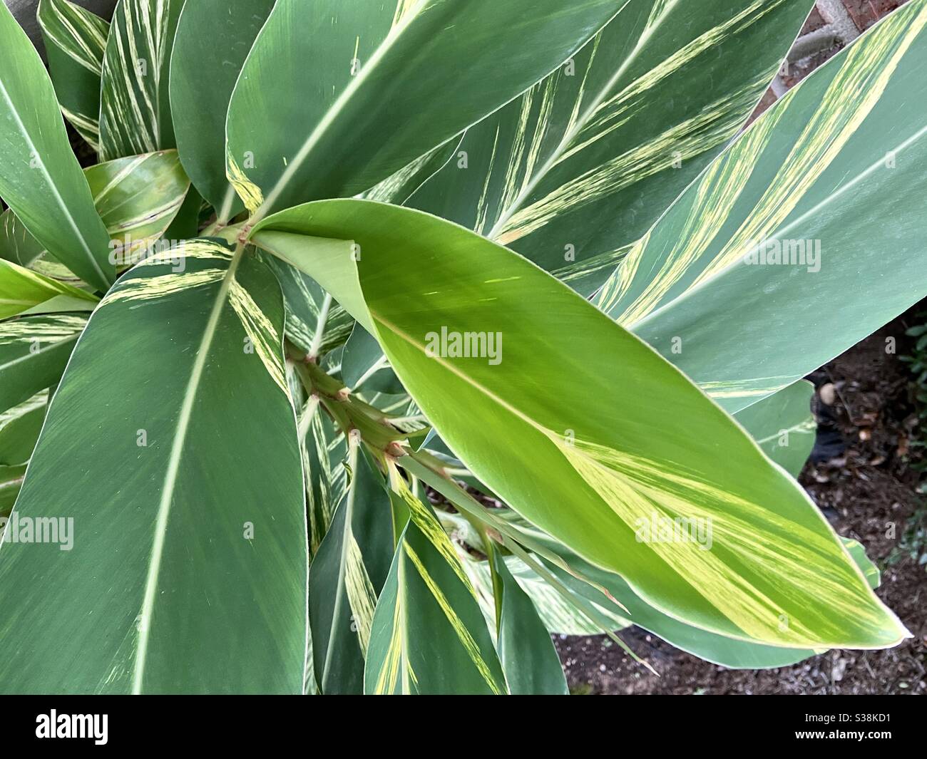 Beautiful tropical variegated ginger foliage plant Stock Photo Alamy