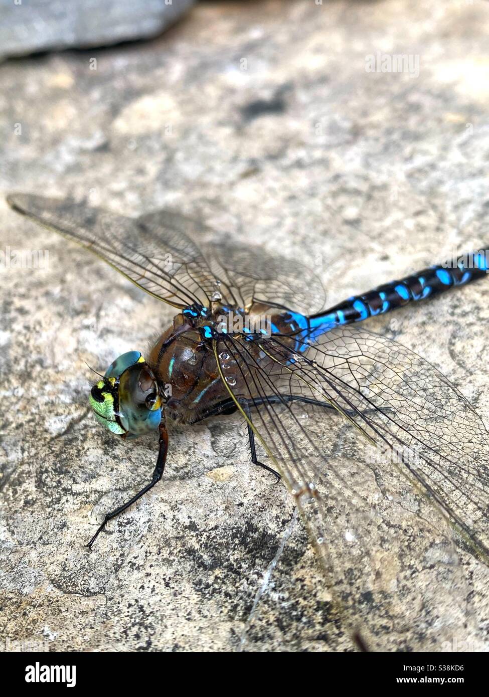 Blue dragonfly sitting on rock Stock Photo