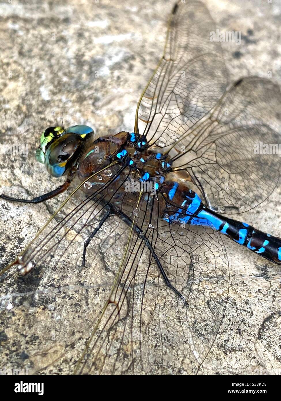 Dragonfly perched on a rock Stock Photo