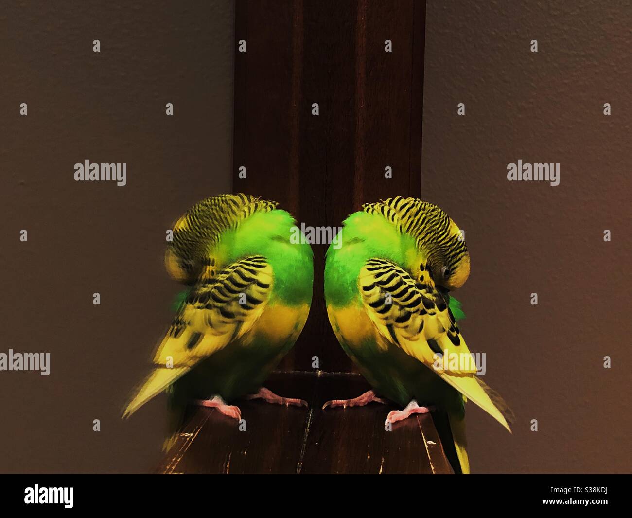 budgie parakeet Stock Photo