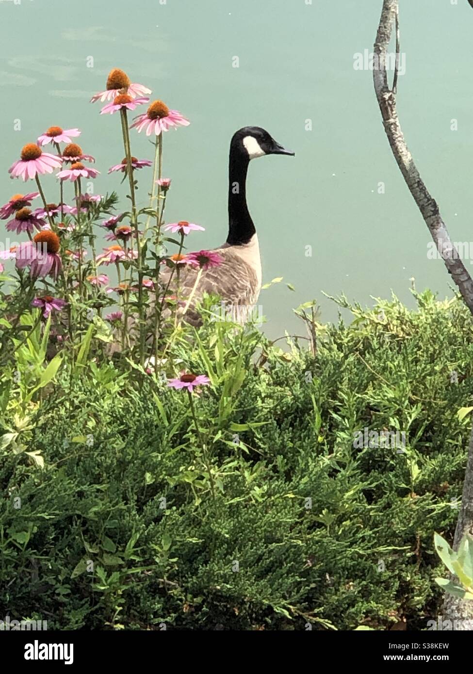 Goose amongst the flowers - Smartphone Captured Stock Image