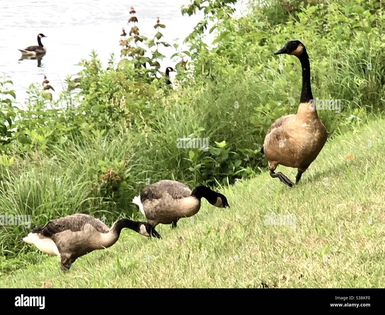 Canadian Geese - Smartphone Captured Stock Image