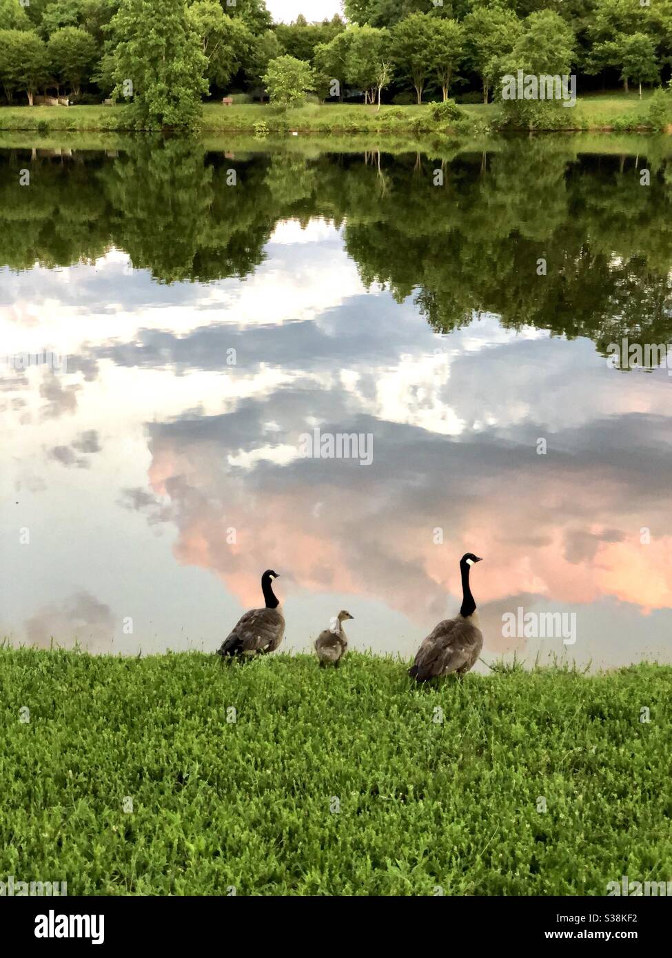 Goose Family - Smartphone Captured Stock Image