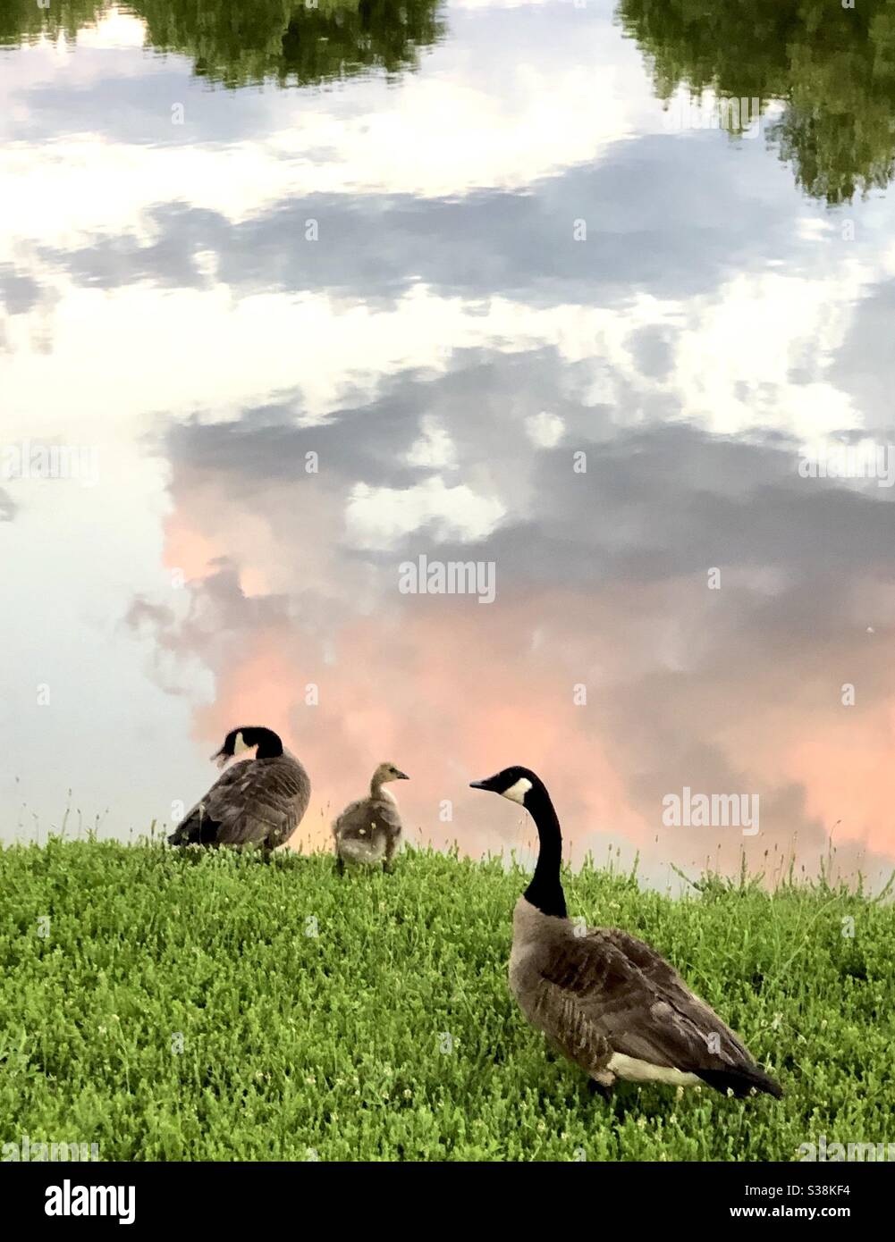 Goose Family - Smartphone Captured Stock Image