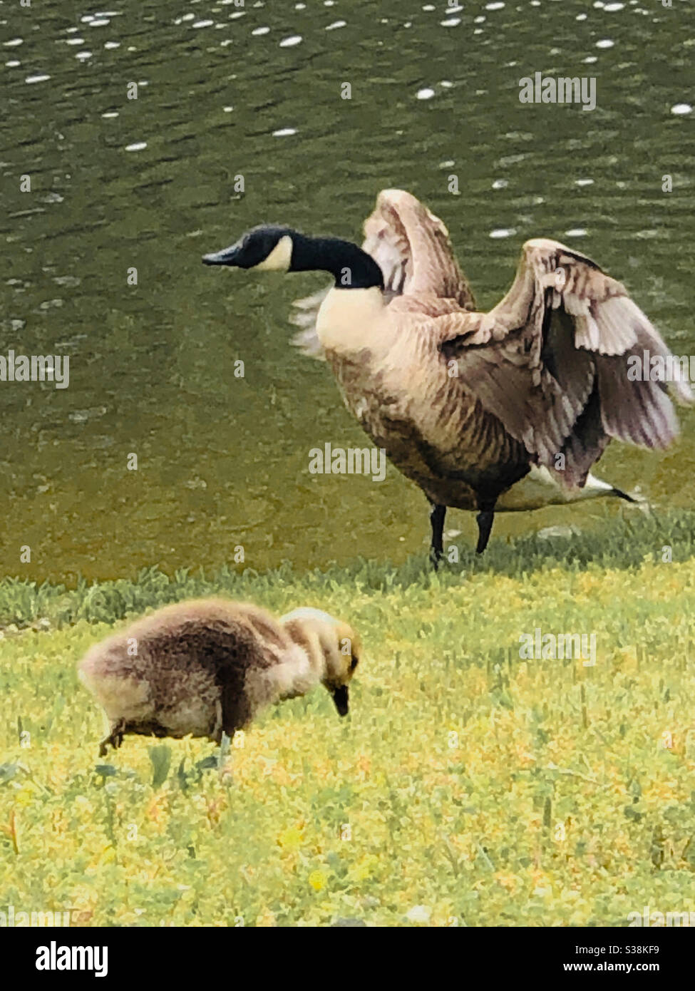 Mother protecting her gosling - Smartphone Captured Stock Image