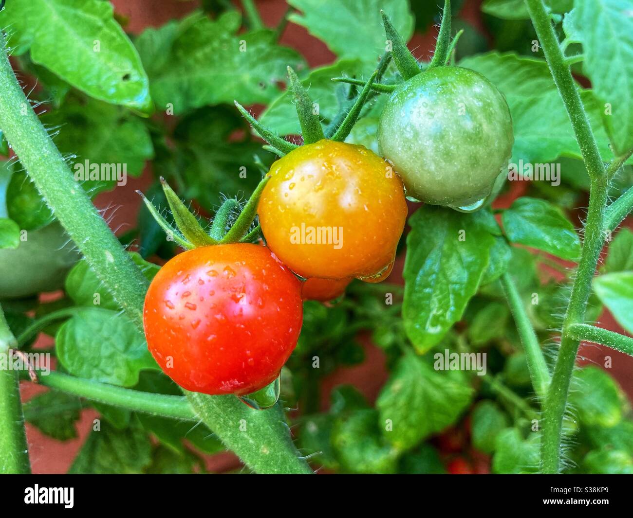 Tomatoes growing up Stock Photo