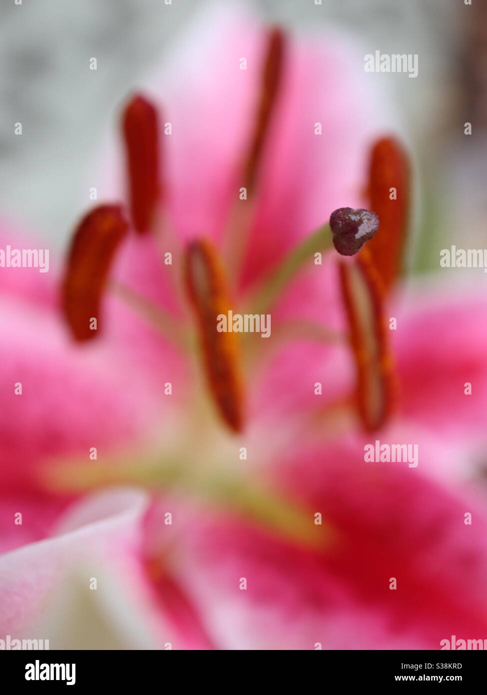Lily in the pink - Smartphone Captured Stock Image