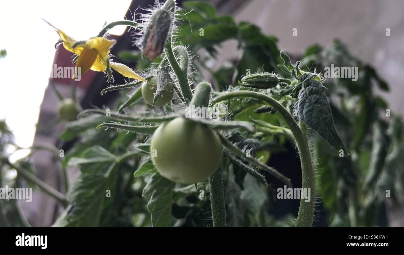 Tomato plant flower hires stock photography and images Alamy