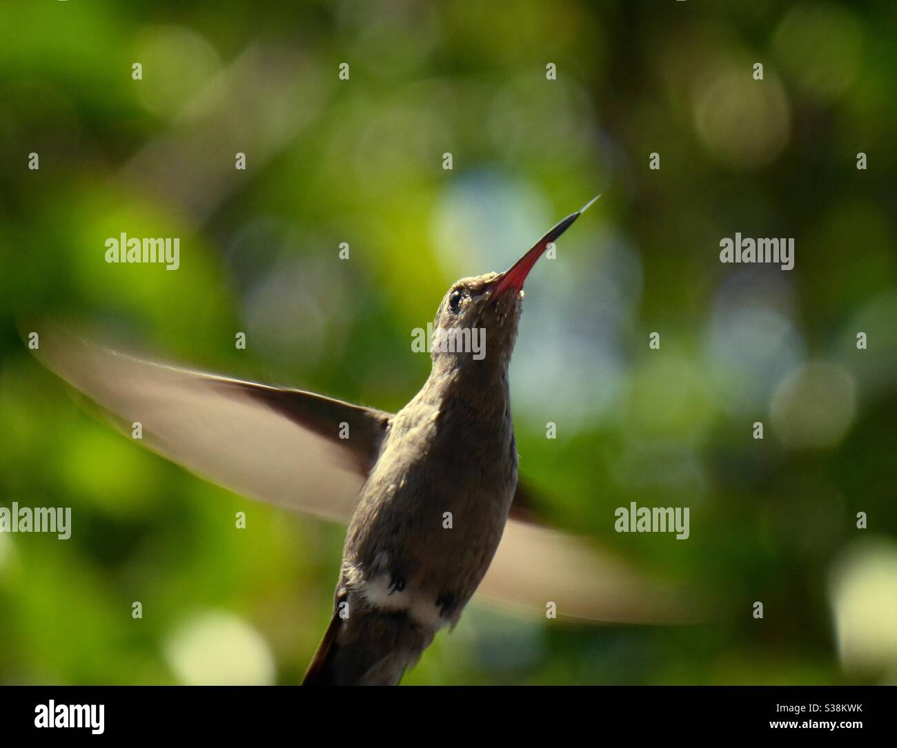 Colibrí/hummingbird Stock Photo