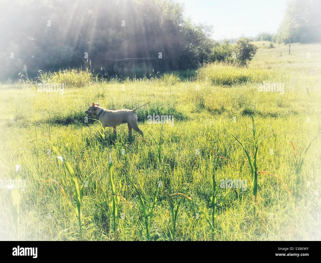Happy dog in summer field - Smartphone Captured Stock Image