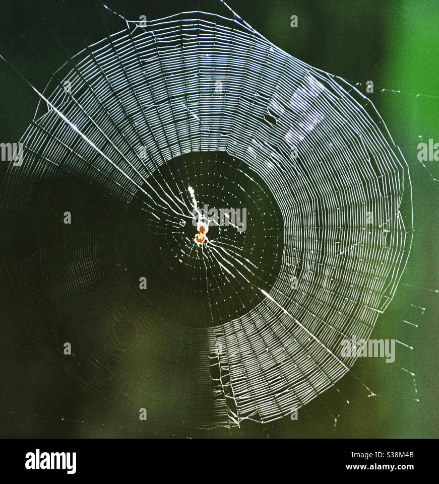 Spider web cast in sunlight Stock Photo Alamy