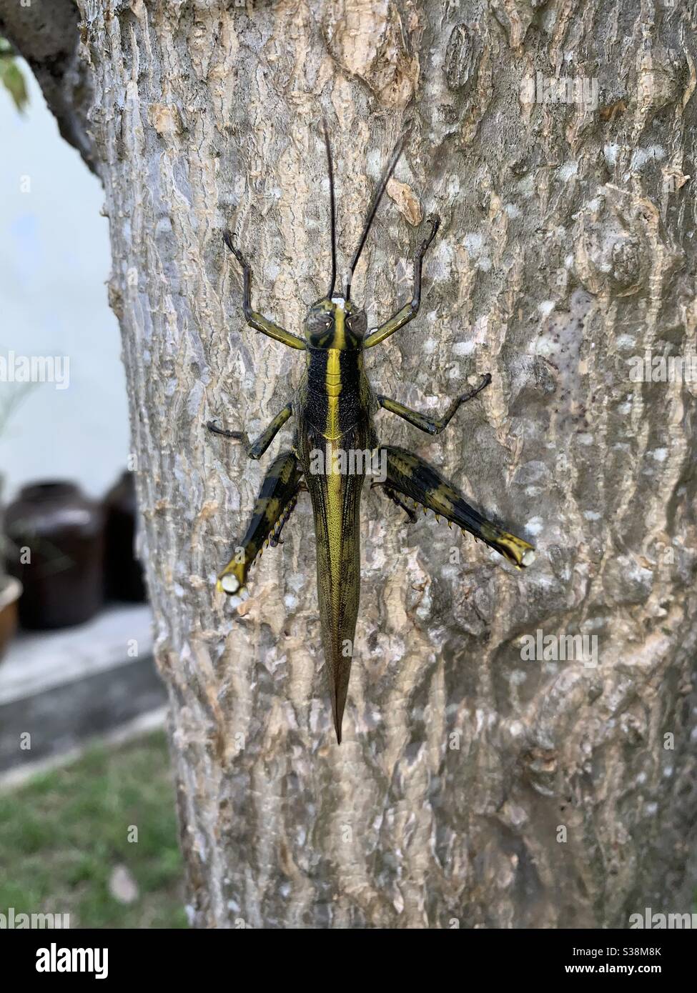 A locusts (short-horned grasshoppers) in the trunk of a moringa (malunggay) tree.It’s a scary thing for me. Stock Photo