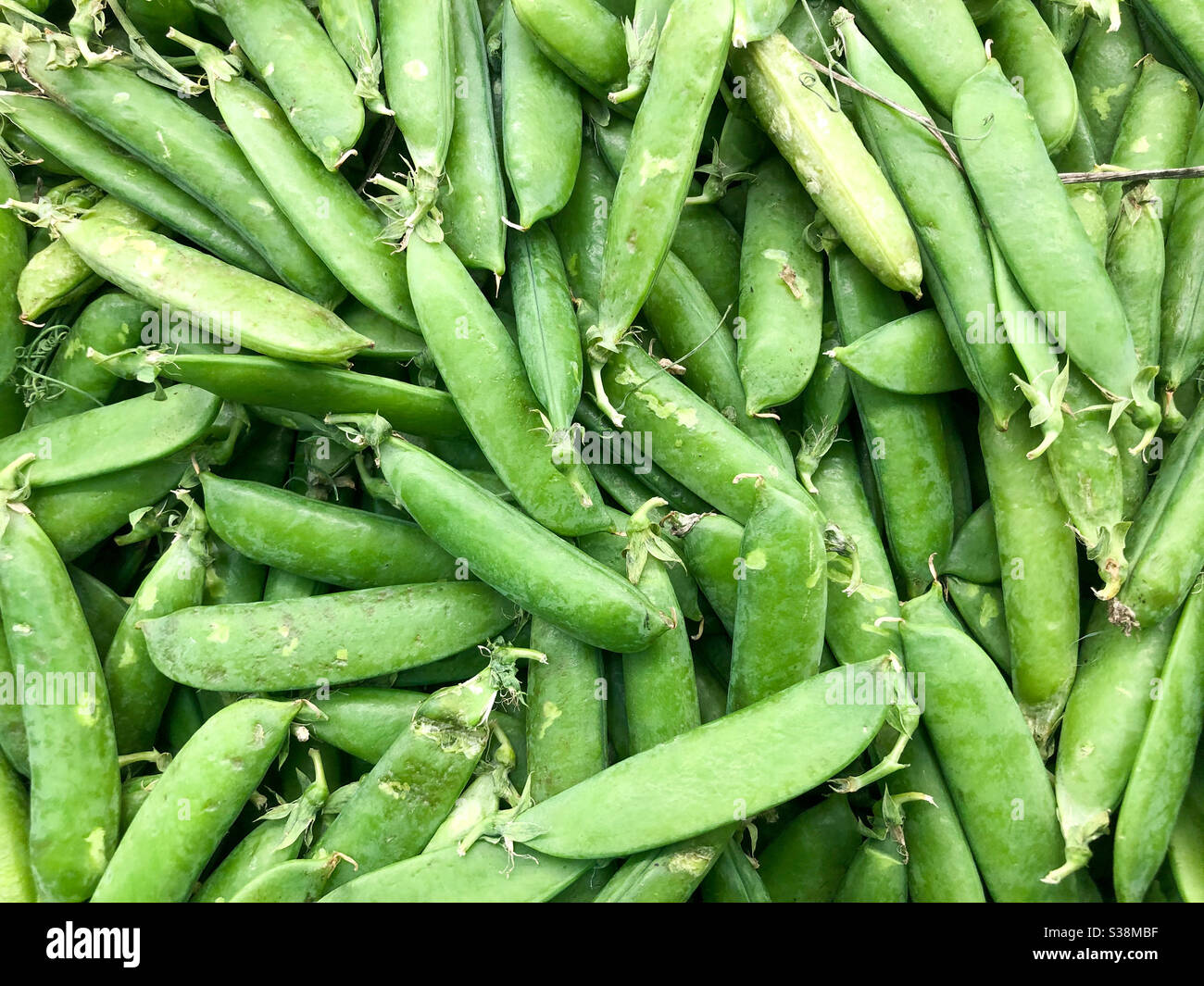 Fresh peas in pods on sale in a shop. - Smartphone Captured Stock Image