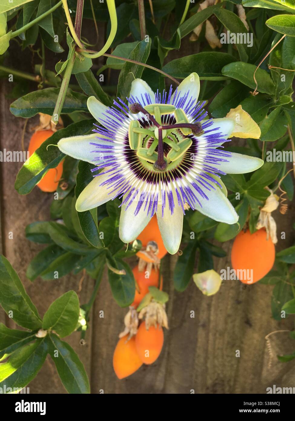 Passion fruit flower hires stock photography and images Alamy