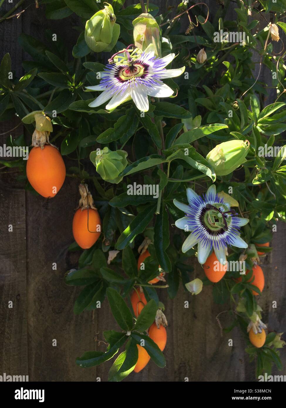 Passion flower and passion fruit hanging from vine Stock Photo