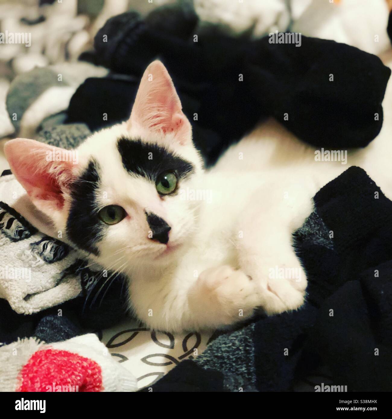 casper mattress kitten