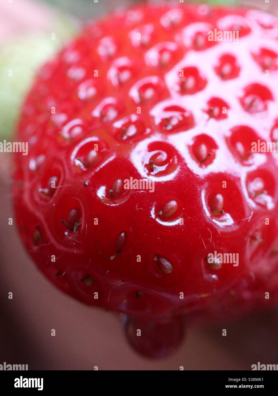 Closeup fresh Strawberry in a shower of summer rain Stock Photo