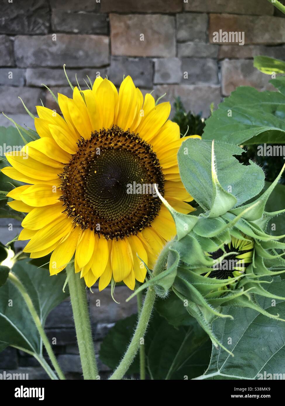 Green sunflower hires stock photography and images Alamy