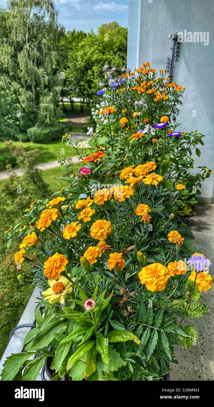 Bright balcony flowers in a home in Munich. - Smartphone Captured Stock Image