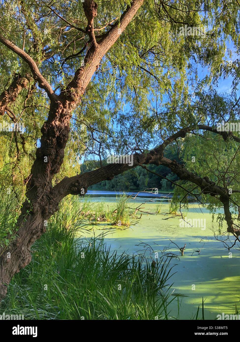 A sunny summer day by the pond. - Smartphone Captured Stock Image A sunny summer day by the pond. - Smartphone Captured Stock Image