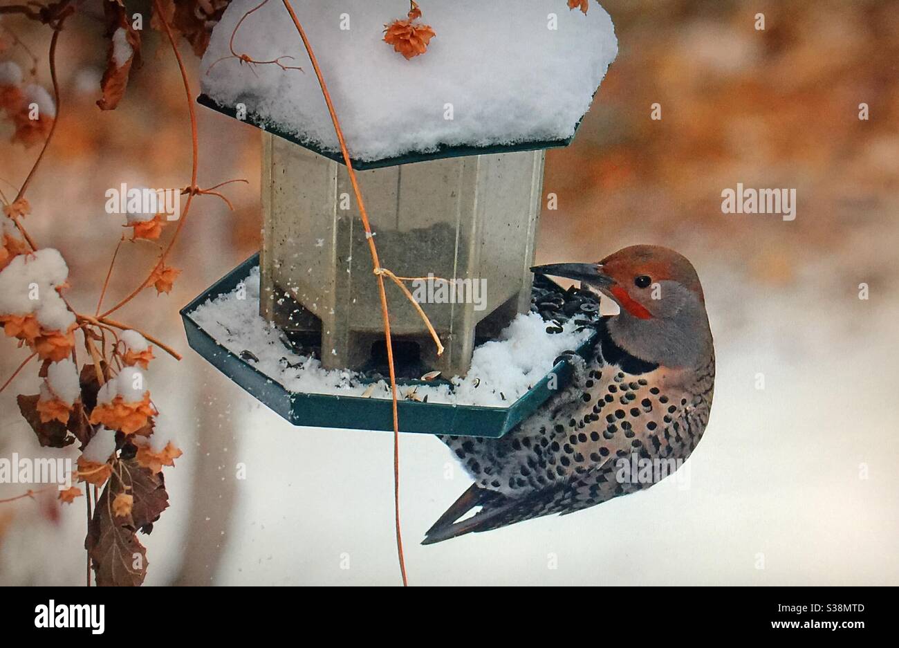 Birds of North America, North American birds, Northern Flicker,Colaptes auratus, bird feeder, sunflower seeds, speckled, brown, white, red cheeks, woodpecker - Smartphone Captured Stock Image