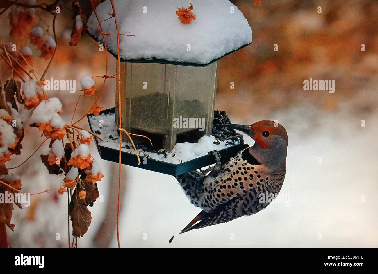Birds of North America, North American birds, Northern Flicker,Colaptes auratus, bird feeder, sunflower seeds, speckled, brown, white, red cheeks, woodpecker - Smartphone Captured Stock Image