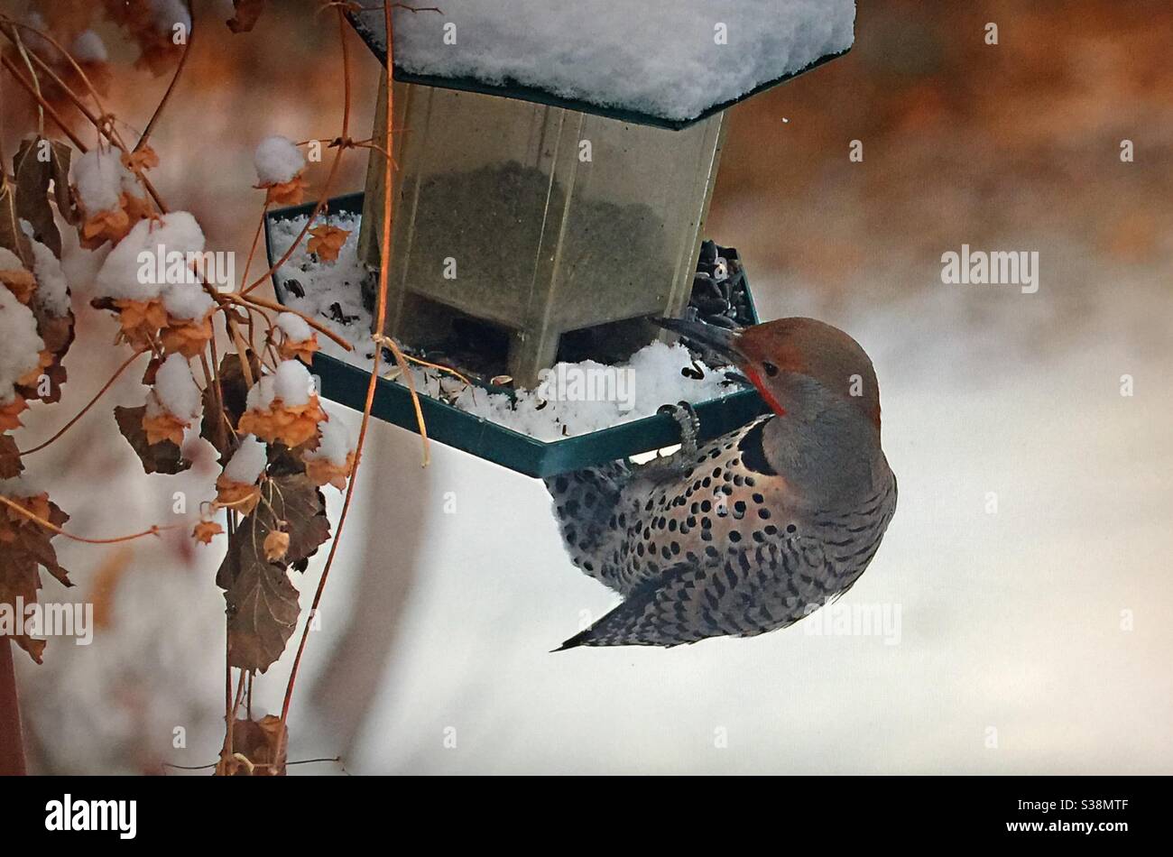 Birds of North America, North American birds, Northern Flicker,Colaptes auratus, bird feeder, sunflower seeds, speckled, brown, white, red cheeks, woodpecker - Smartphone Captured Stock Image