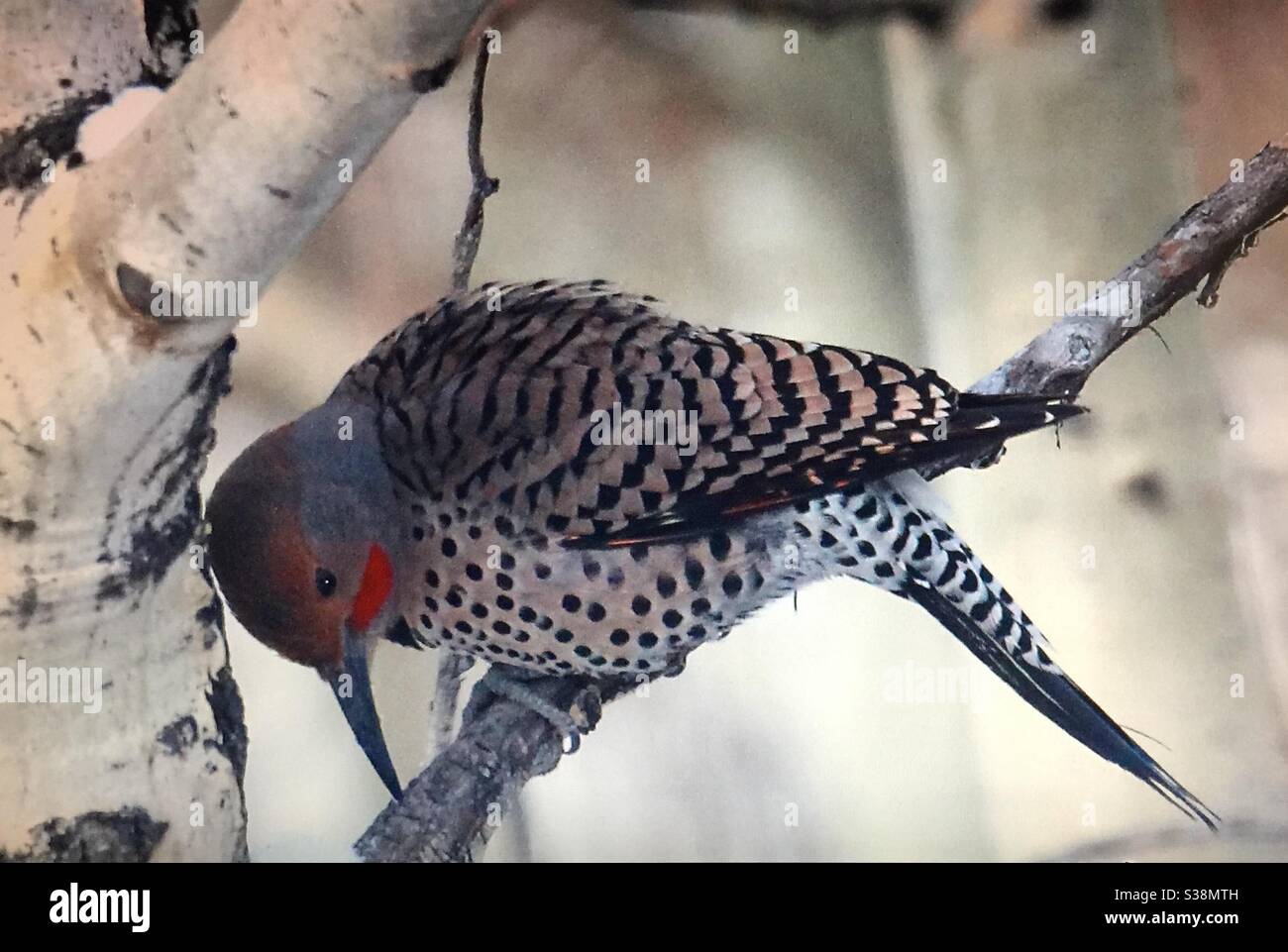 Birds of North America, North American birds, Northern Flicker,Colaptes auratus, bird feeder, sunflower seeds, speckled, brown, white, red cheeks, woodpecker - Smartphone Captured Stock Image