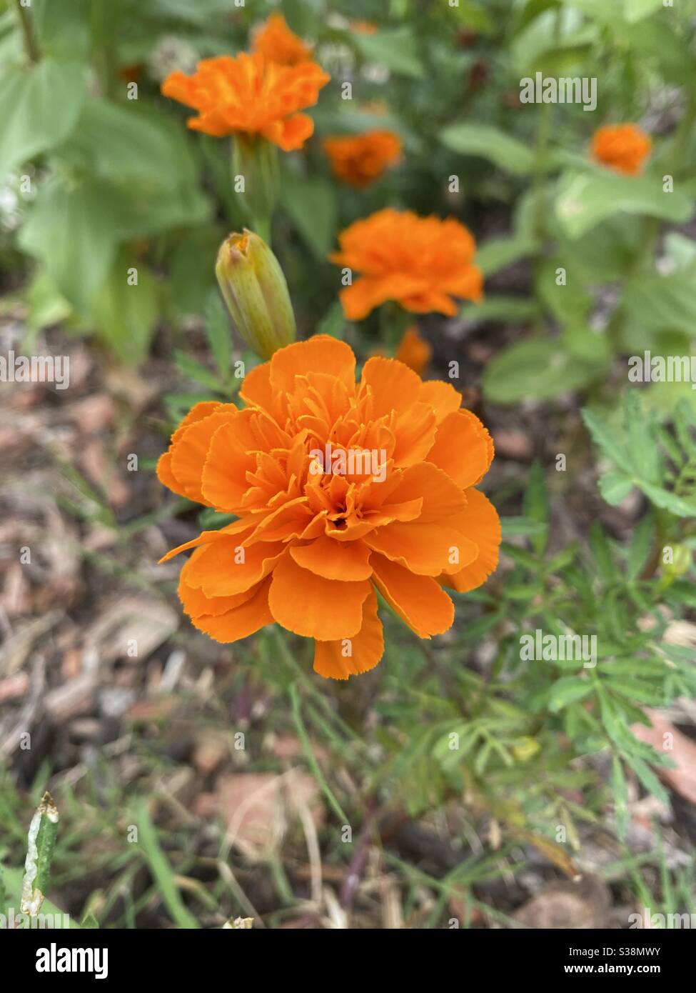 Young marigold flower Stock Photo Alamy