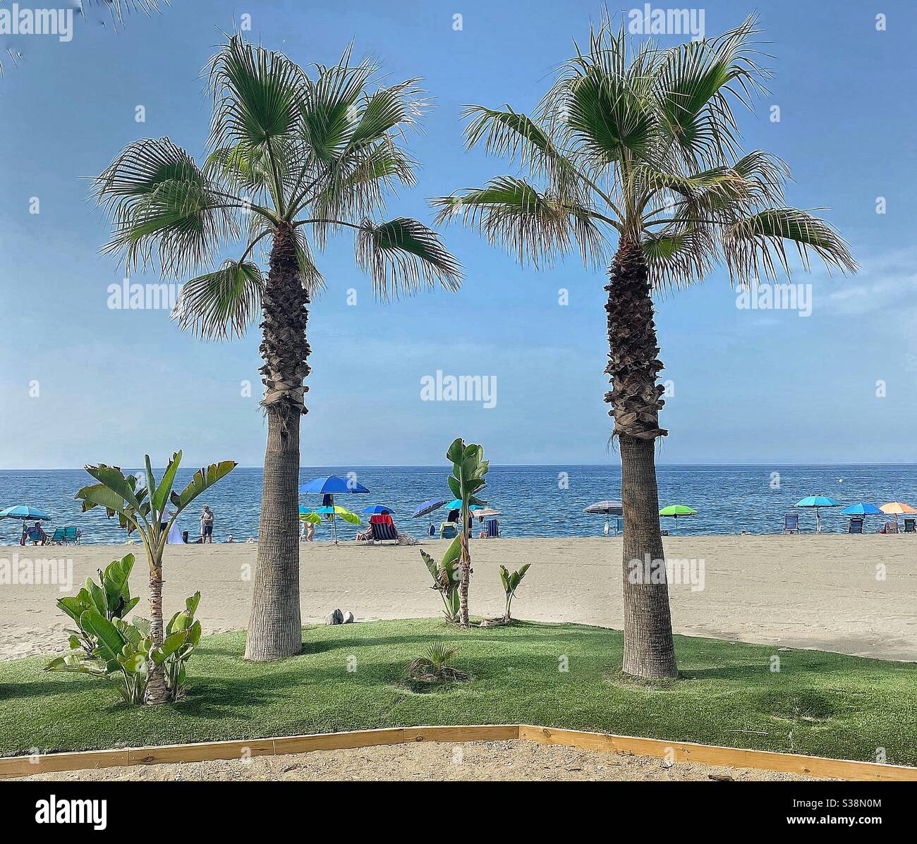 Two palm trees on a sandy beach on a hot august day with umbrellas providing protection for people sheltering from the sun along the shoreline Stock Photo