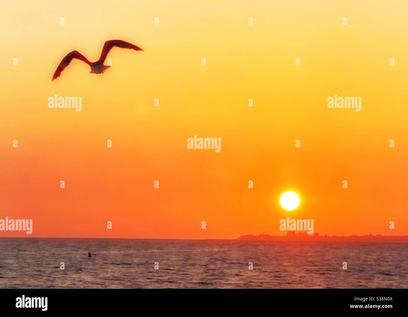 Seagull and sunset.....a seagull flies over the sea at sunset Stock Photo