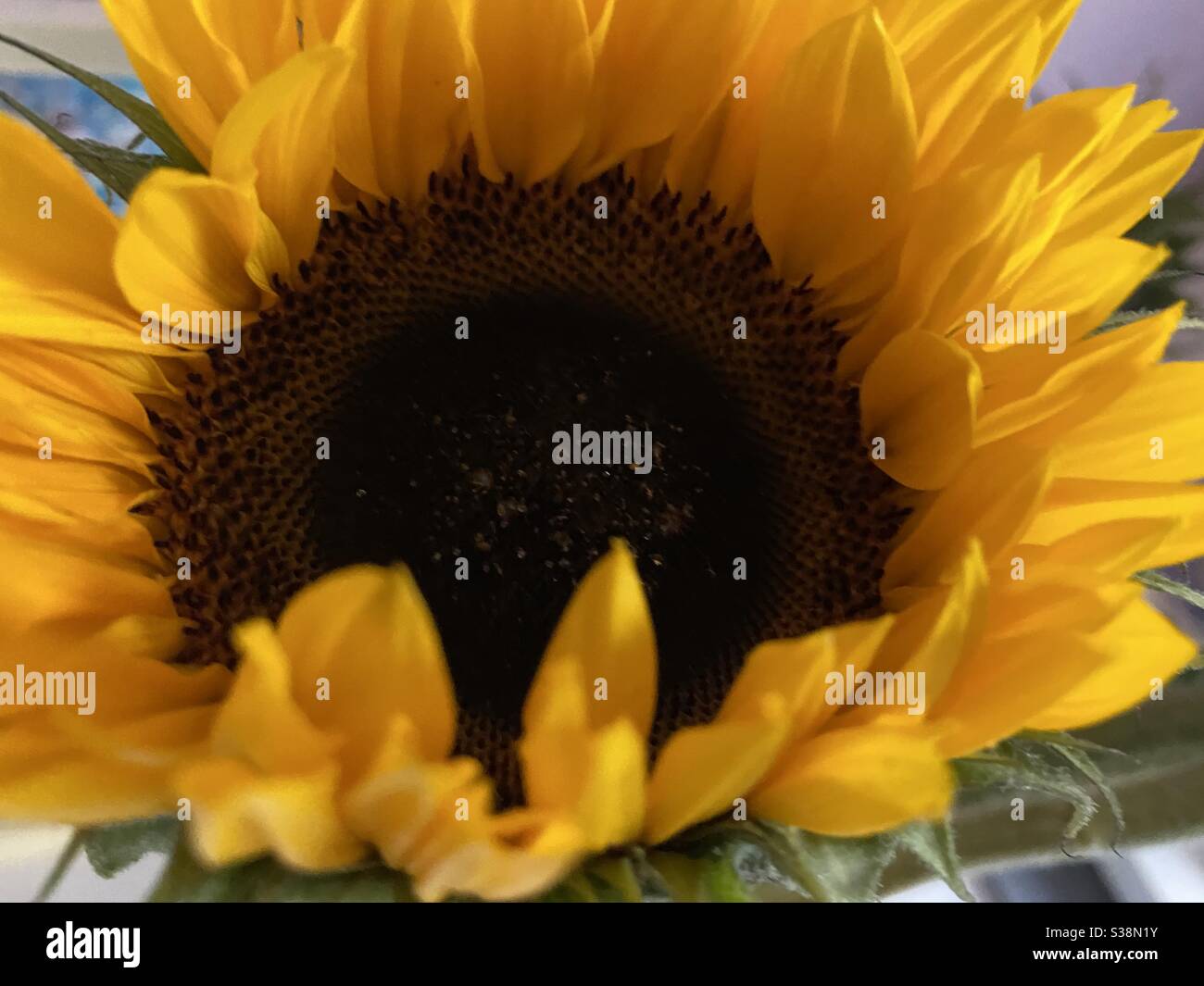 August Sunflower Stock Photo